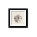 Picture of Coral Sketch II _GroupedProduct_Square_Framed_Matted_