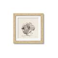 Picture of Coral Sketch II _GroupedProduct_Square_Framed_Matted_