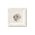Picture of Coral Sketch II _GroupedProduct_Square_Framed_Matted_