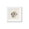 Picture of Coral Sketch II _GroupedProduct_Square_Framed_Matted_