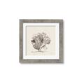 Picture of Coral Sketch II _GroupedProduct_Square_Framed_Matted_