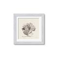 Picture of Coral Sketch II _GroupedProduct_Square_Framed_Matted_