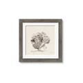 Picture of Coral Sketch II _GroupedProduct_Square_Framed_Matted_