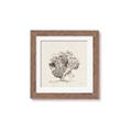 Picture of Coral Sketch II _GroupedProduct_Square_Framed_Matted_