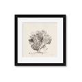 Picture of Coral Sketch II _GroupedProduct_Square_Framed_Matted_