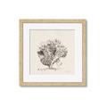 Picture of Coral Sketch II _GroupedProduct_Square_Framed_Matted_