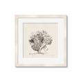 Picture of Coral Sketch II _GroupedProduct_Square_Framed_Matted_