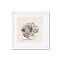 Picture of Coral Sketch II _GroupedProduct_Square_Framed_Matted_