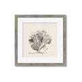 Picture of Coral Sketch II _GroupedProduct_Square_Framed_Matted_