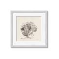 Picture of Coral Sketch II _GroupedProduct_Square_Framed_Matted_