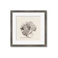 Picture of Coral Sketch II _GroupedProduct_Square_Framed_Matted_
