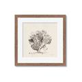 Picture of Coral Sketch II _GroupedProduct_Square_Framed_Matted_