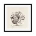Picture of Coral Sketch II _GroupedProduct_Square_Framed_Matted_