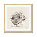 Picture of Coral Sketch II _GroupedProduct_Square_Framed_Matted_