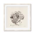Picture of Coral Sketch II _GroupedProduct_Square_Framed_Matted_