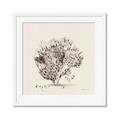 Picture of Coral Sketch II _GroupedProduct_Square_Framed_Matted_