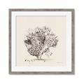 Picture of Coral Sketch II _GroupedProduct_Square_Framed_Matted_