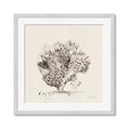 Picture of Coral Sketch II _GroupedProduct_Square_Framed_Matted_
