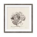 Picture of Coral Sketch II _GroupedProduct_Square_Framed_Matted_