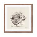 Picture of Coral Sketch II _GroupedProduct_Square_Framed_Matted_