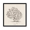 Picture of Coral Sketch I _GroupedProduct_Square_Framed_Matted_