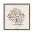 Picture of Coral Sketch I _GroupedProduct_Square_Framed_Matted_