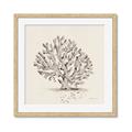 Picture of Coral Sketch I _GroupedProduct_Square_Framed_Matted_