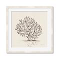 Picture of Coral Sketch I _GroupedProduct_Square_Framed_Matted_