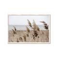 Picture of Windy Whisps _GroupedProduct_Rectangle_Landscape_Photography _GroupedProduct_Rectangle_Landscape_Framed_Matted_