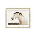 Picture of White Beauty _GroupedProduct_Rectangle_Landscape_Photography _GroupedProduct_Rectangle_Landscape_Framed_Matted_