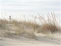 Picture of Seaside Grass _GroupedProduct_Rectangle_Landscape_Unframed_Print_Only_