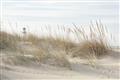 Picture of Seaside Grass _GroupedProduct_Rectangle_Landscape_Unframed_Print_Only_