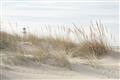 Picture of Seaside Grass _GroupedProduct_Rectangle_Landscape_Unframed_Print_Only_