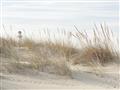 Picture of Seaside Grass _GroupedProduct_Rectangle_Landscape_Unframed_Print_Only_