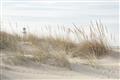 Picture of Seaside Grass _GroupedProduct_Rectangle_Landscape_Unframed_Print_Only_