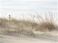 Picture of Seaside Grass _GroupedProduct_Rectangle_Landscape_Unframed_Print_Only_