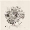 Picture of Coral Sketch II _GroupedProduct_Square_Unframed_Print_Only_