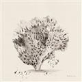 Picture of Coral Sketch II _GroupedProduct_Square_Unframed_Print_Only_