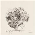 Picture of Coral Sketch II _GroupedProduct_Square_Unframed_Print_Only_