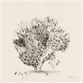 Picture of Coral Sketch II _GroupedProduct_Square_Unframed_Print_Only_
