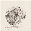 Picture of Coral Sketch II _GroupedProduct_Square_Unframed_Print_Only_