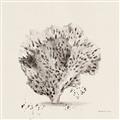 Picture of Coral Sketch II _GroupedProduct_Square_Unframed_Print_Only_