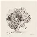 Picture of Coral Sketch II _GroupedProduct_Square_Unframed_Print_Only_