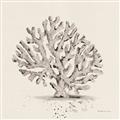 Picture of Coral Sketch I _GroupedProduct_Square_Unframed_Print_Only_