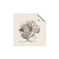 Picture of Coral Sketch II _GroupedProduct_Square_Unframed_Print_Only_