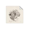 Picture of Coral Sketch II _GroupedProduct_Square_Unframed_Print_Only_