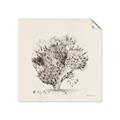 Picture of Coral Sketch II _GroupedProduct_Square_Unframed_Print_Only_