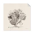 Picture of Coral Sketch II _GroupedProduct_Square_Unframed_Print_Only_