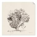 Picture of Coral Sketch II _GroupedProduct_Square_Unframed_Print_Only_