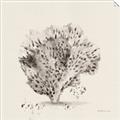Picture of Coral Sketch II _GroupedProduct_Square_Unframed_Print_Only_
